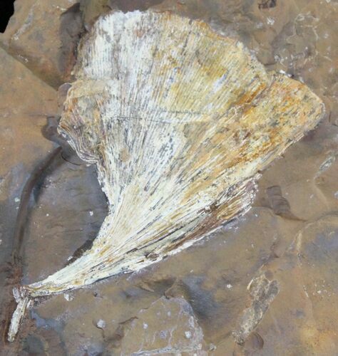 Fossil Ginkgo Leaf From North Dakota - Paleocene #29060